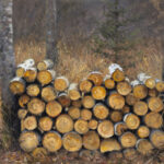 A stack of cut logs is neatly arranged in a forest setting, reminiscent of a Duluth MN artist's tableau. The logs, showing circular patterns at the ends, are placed in front of tall trees and dry grasses. The background is slightly blurred, giving an impression of a cold, quiet forest.