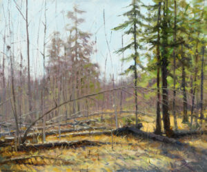 A serene forest scene, reminiscent of a Duluth MN artist's muse, features sparse trees—some with lush green foliage, others bare. Sunlight filters through, illuminating the forest floor strewn with fallen branches and leaves, creating a tranquil and picturesque natural setting.