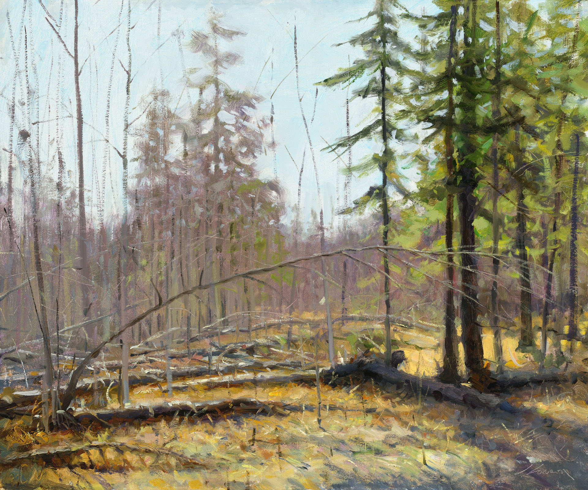 A serene forest scene, reminiscent of a Duluth MN artist's muse, features sparse trees—some with lush green foliage, others bare. Sunlight filters through, illuminating the forest floor strewn with fallen branches and leaves, creating a tranquil and picturesque natural setting.